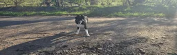 Border Collie dogs for sale: 7 month old border collie in Carluke - Advert 4