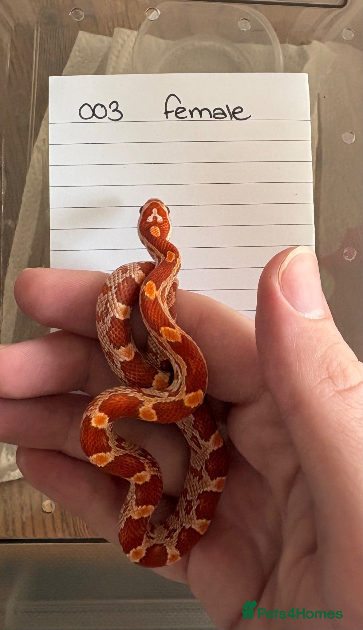 Corn Snake reptiles Ultramel het motley  - Advert 7