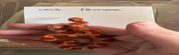 Corn Snake reptiles for sale: Ultramel het motley  in Oldham - Advert 1