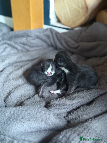 Domestic Shorthair cats - Advert 18