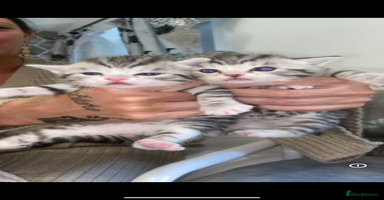 Mixed Breed cats - Advert 13