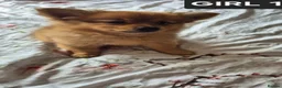 Pomeranian dogs for sale: Fox face pomeranians - Advert 9