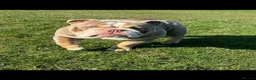 English Bulldog dogs for stud: Bull dog for stud  - Advert 1