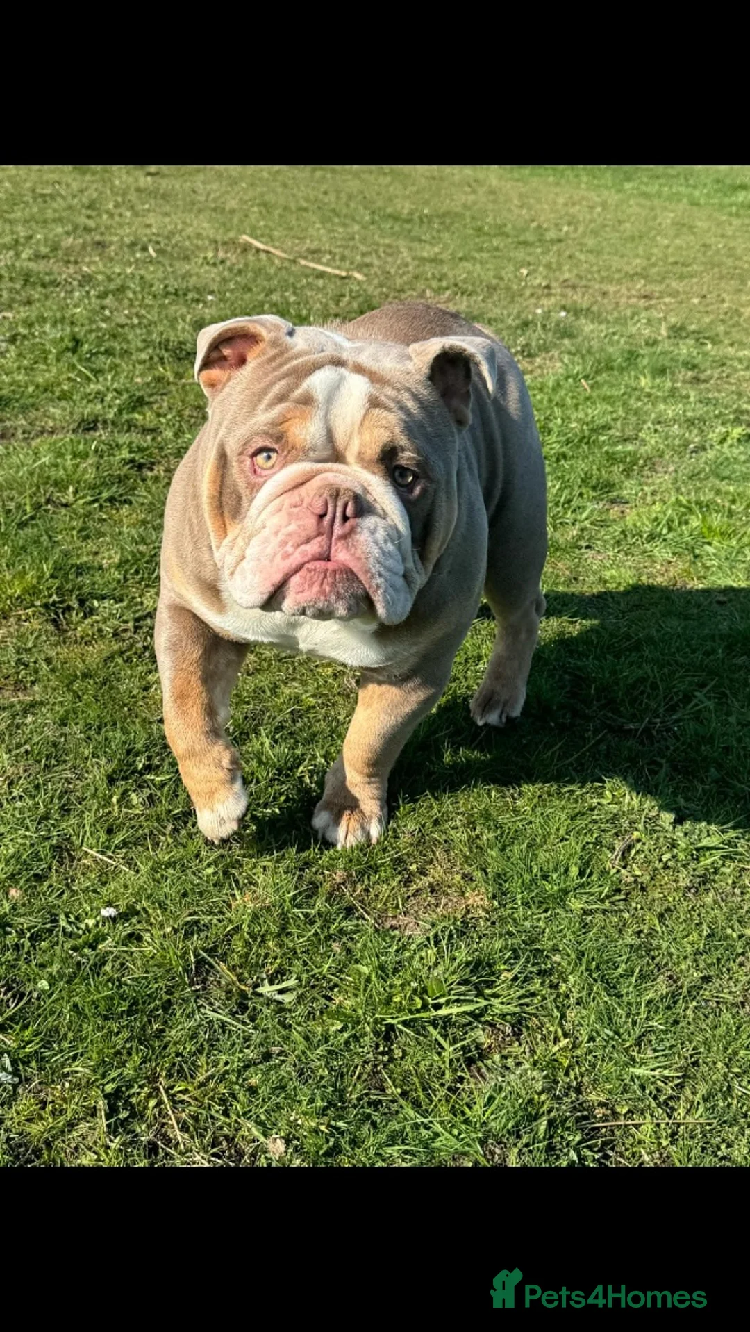 English Bulldog dogs for stud: Bull dog for stud  - Advert 1