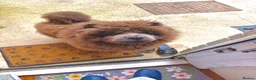 Chow Chow dogs for sale: Pluto in Towcester - Advert 2