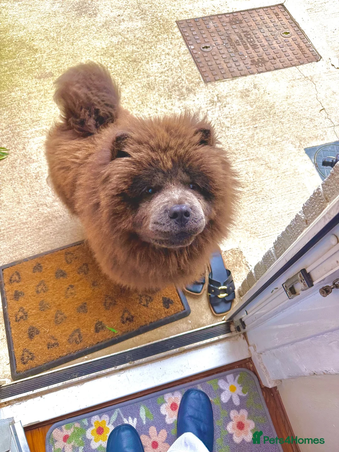 Chow Chow dogs for sale: Pluto in Towcester - Advert 2