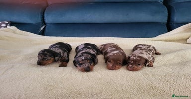 Miniature Dachshund dogs - Advert 2