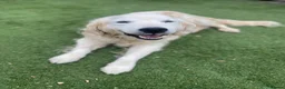 Golden Retriever dogs for sale: 🤍Cream / Platinum Golden Retriever Pups 🤍 - Advert 31