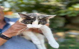 Mixed Breed cats for adoption: TRICKY - a Superb little Cat for a Loving Home - Image 3