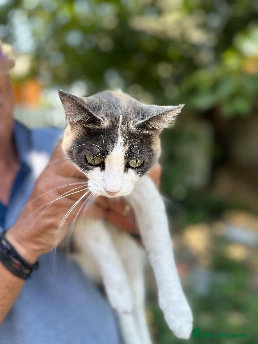 Mixed Breed cats for adoption: TRICKY - a Superb little Cat for a Loving Home - Image 3
