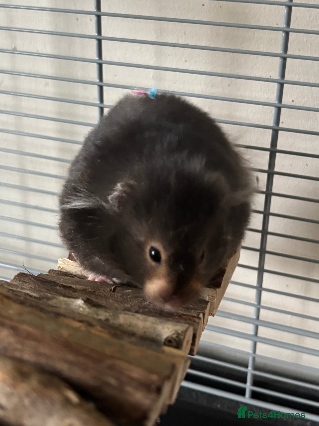 Hamster rodents for sale: Syrian Hamster - Advert 8