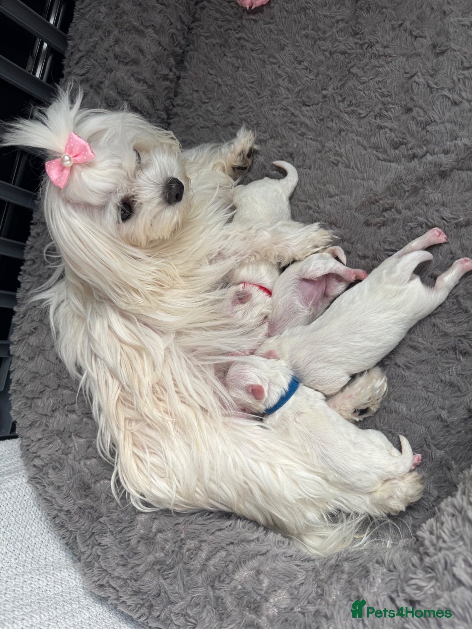 Maltese dogs 😍Tiny gorgeous Maltese puppies🥰  - Advert 4