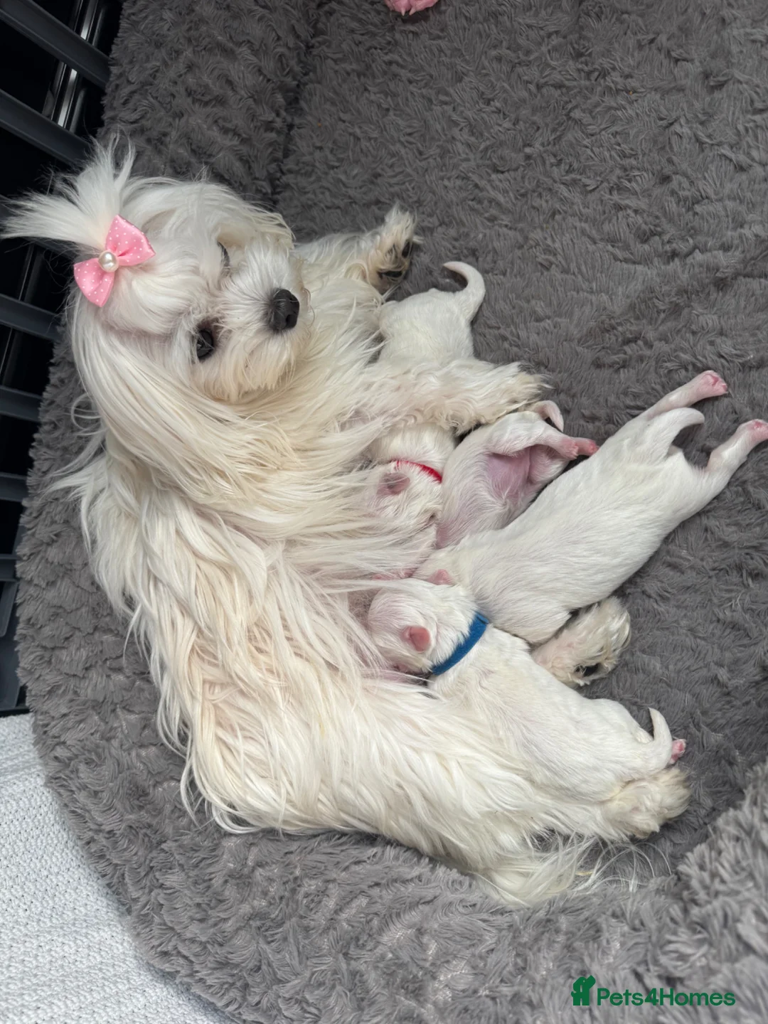 Maltese dogs for sale: 😍Tiny gorgeous Maltese puppies🥰  - Advert 1
