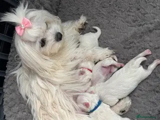 Maltese dogs 😍Tiny gorgeous Maltese puppies🥰 - Advert 4