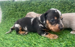 Miniature Dachshund dogs for sale: STUNNING KC REG MINIATURE DAPPLE DACHSHUNDS  - Image 2