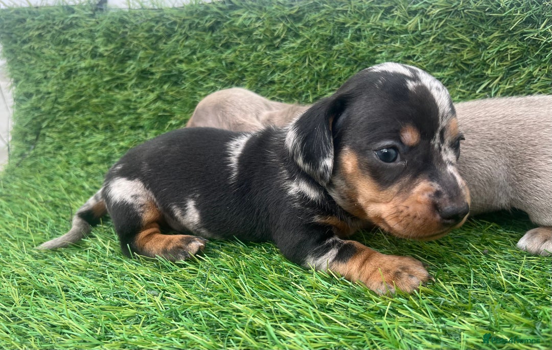 Miniature Dachshund dogs for sale: STUNNING KC REG MINIATURE DAPPLE DACHSHUNDS  - Image 2