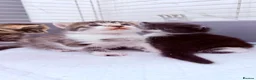 Bengal cats for sale: 🩶Ragamuffin crossed Bengal kittens🩶 - Advert 14