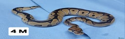 Python Snake reptiles for sale: Hatchling Royal Pythons Males  - Advert 2
