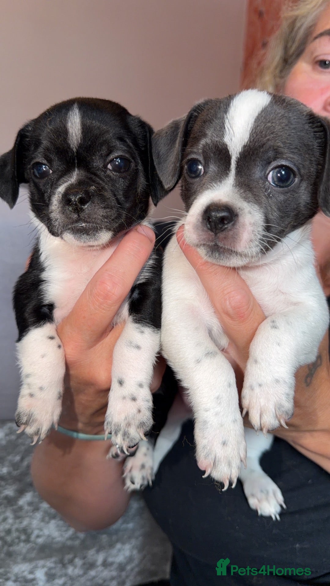 Chihuahua dogs Beautiful tiny chihuahua’s - Advert 1