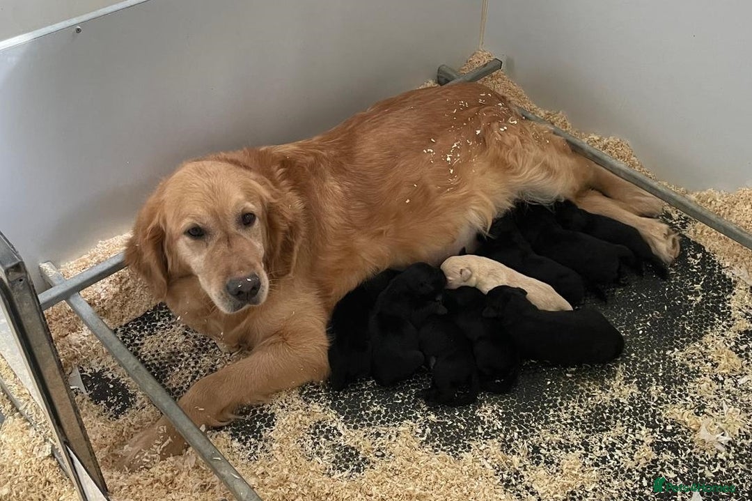 Goldador dogs for sale: Lovely Goldendor / Goldador Puppies - Image 10