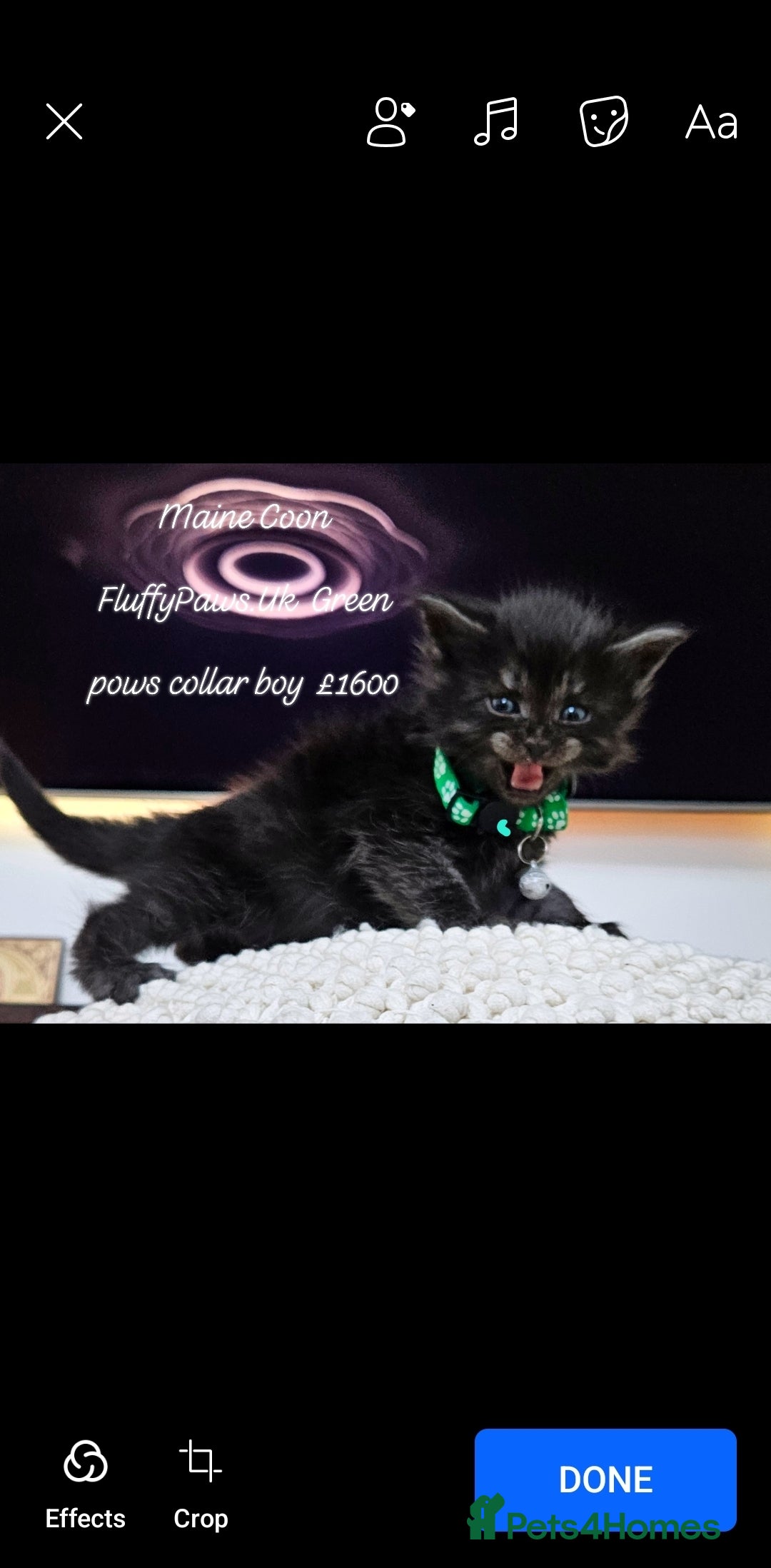Maine Coon cats for sale: Maine Coons FluffyPaws.Uk  - Image 20