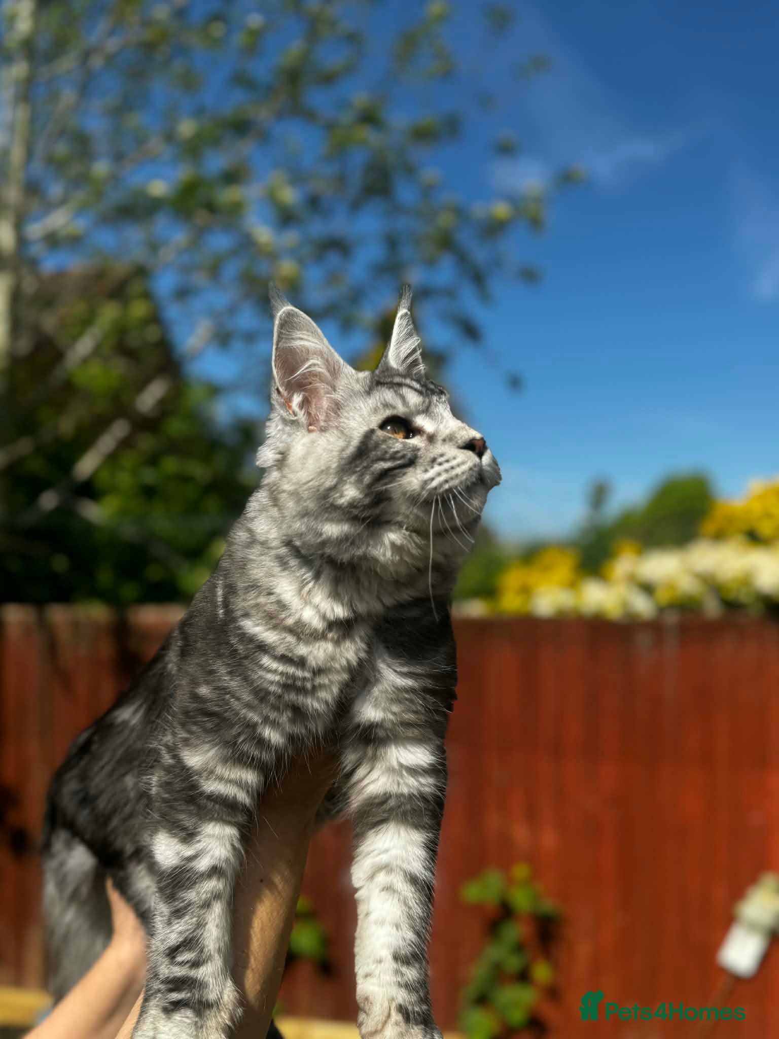 Maine Coon cats for sale: 6 STUNNING PEDIGREE TICA REG MAINE COON KITTENS - Advert 9