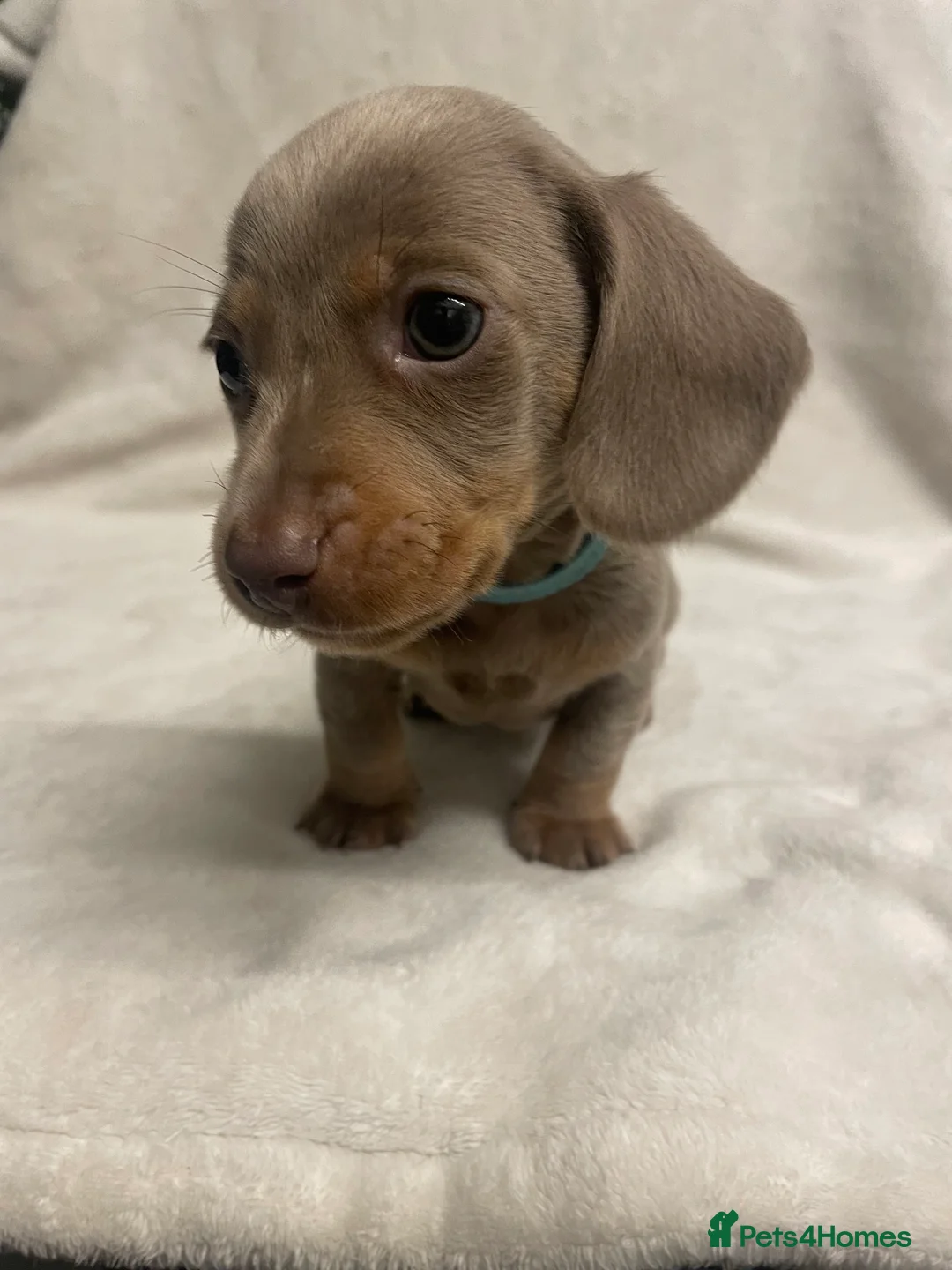 Dachshund dogs for sale: Isabella and tan miniature dachshunds  - Advert 8