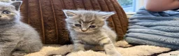 British Shorthair cats for sale: Adorable British Shorthair Blue & Tabby Kittens - Advert 3