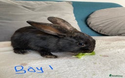 Mixed Breed rabbits for sale: Beautiful baby bunnies - Image 2