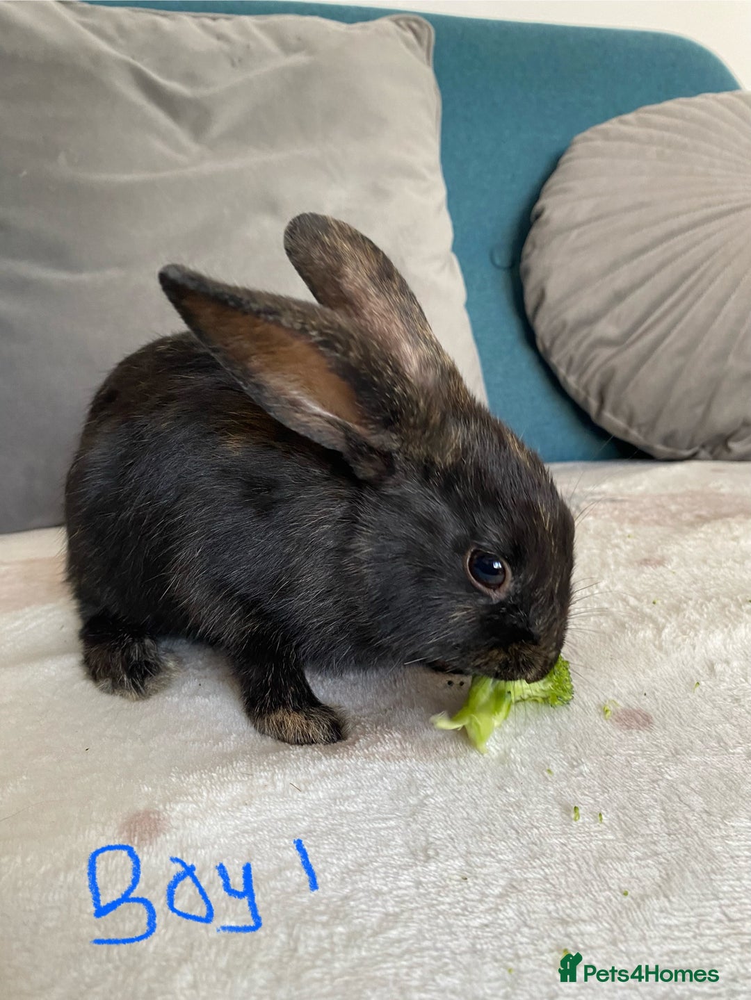 Mixed Breed rabbits for sale: Beautiful baby bunnies - Image 2