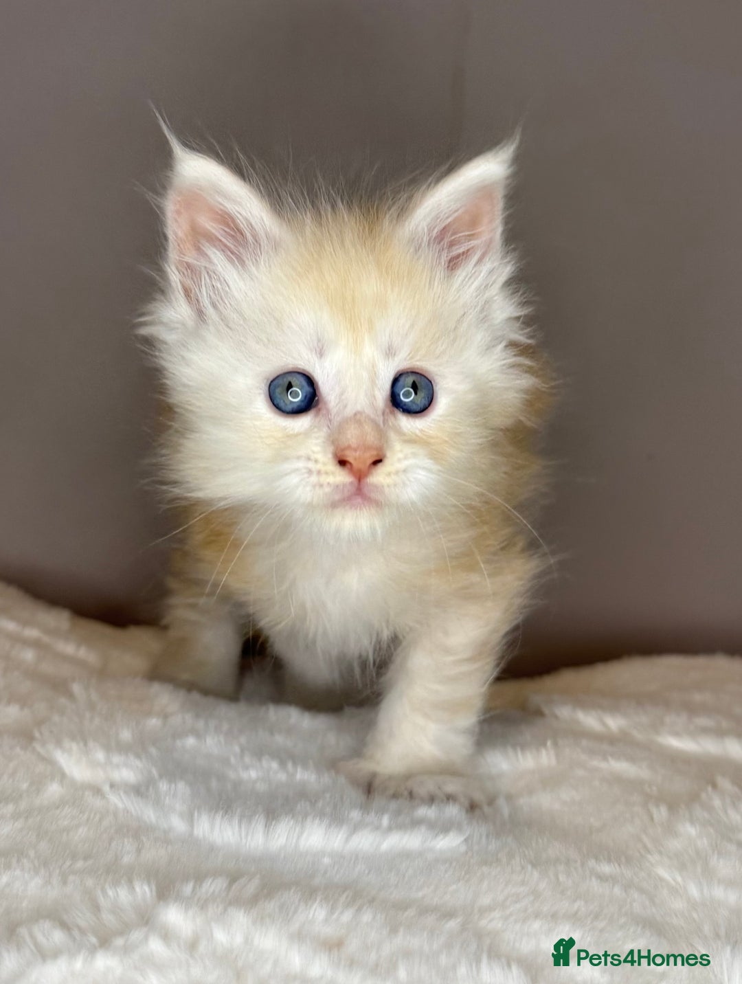 Maine Coon cats for sale: Polydactyl Red Silver Boy - Advert 5