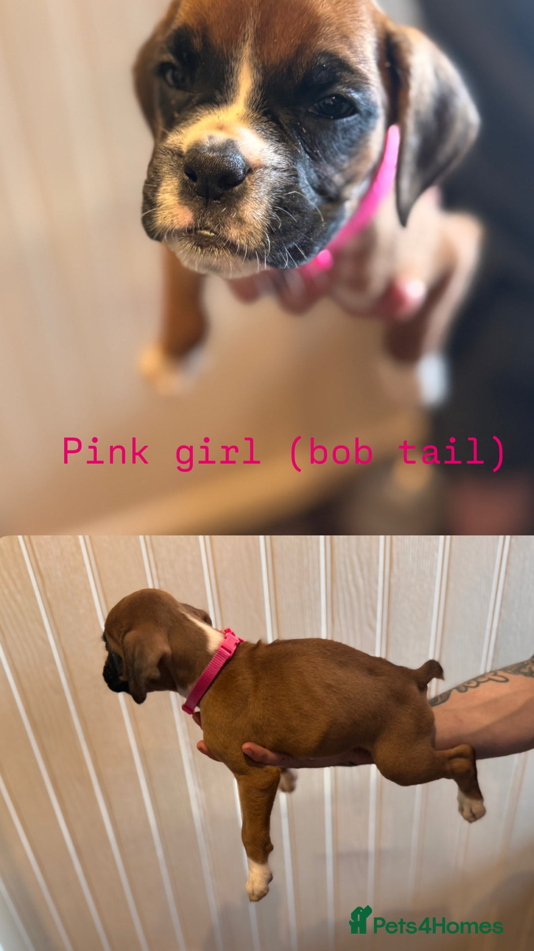 Boxer dogs for sale: Boxer puppies - Image 5