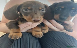 Miniature Dachshund dogs for sale: Minature dachshund  - Image 1