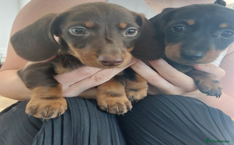 Miniature Dachshund dogs - Advert 2