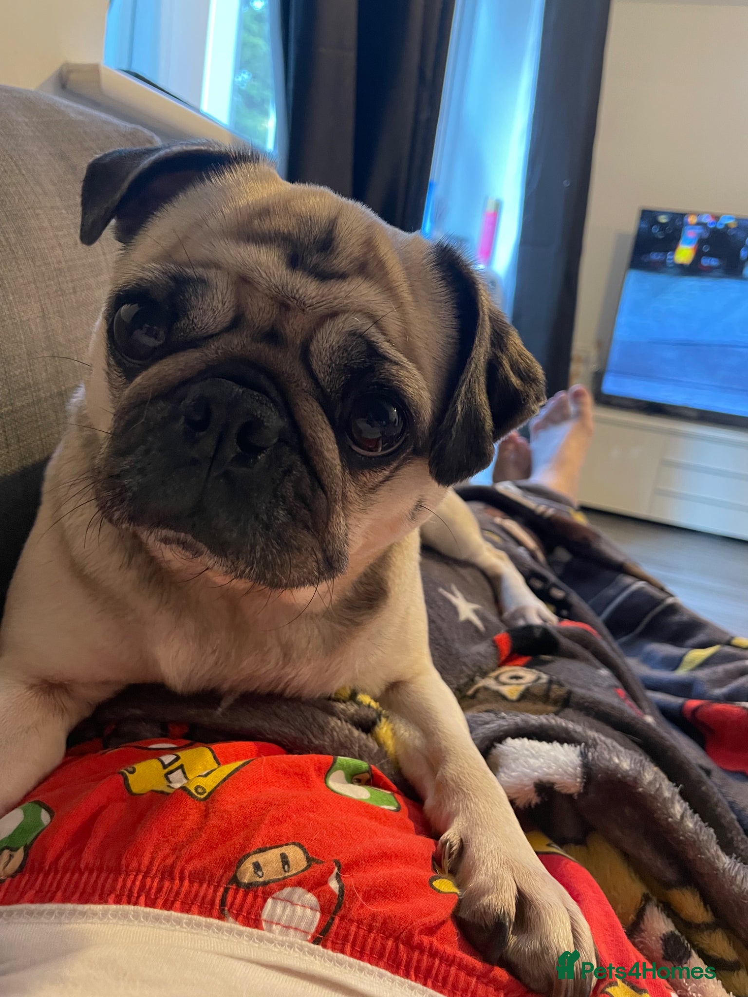 Pug dogs Luna  - Advert 3