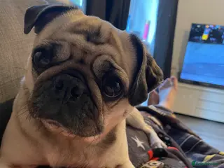 Pug dogs Luna - Advert 3