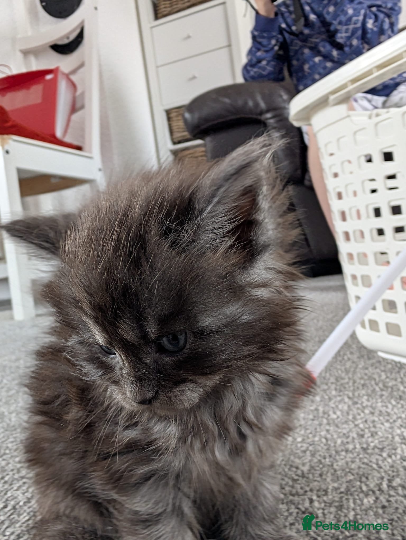 Maine Coon cats for sale: Maine coon kittens  - Advert 24