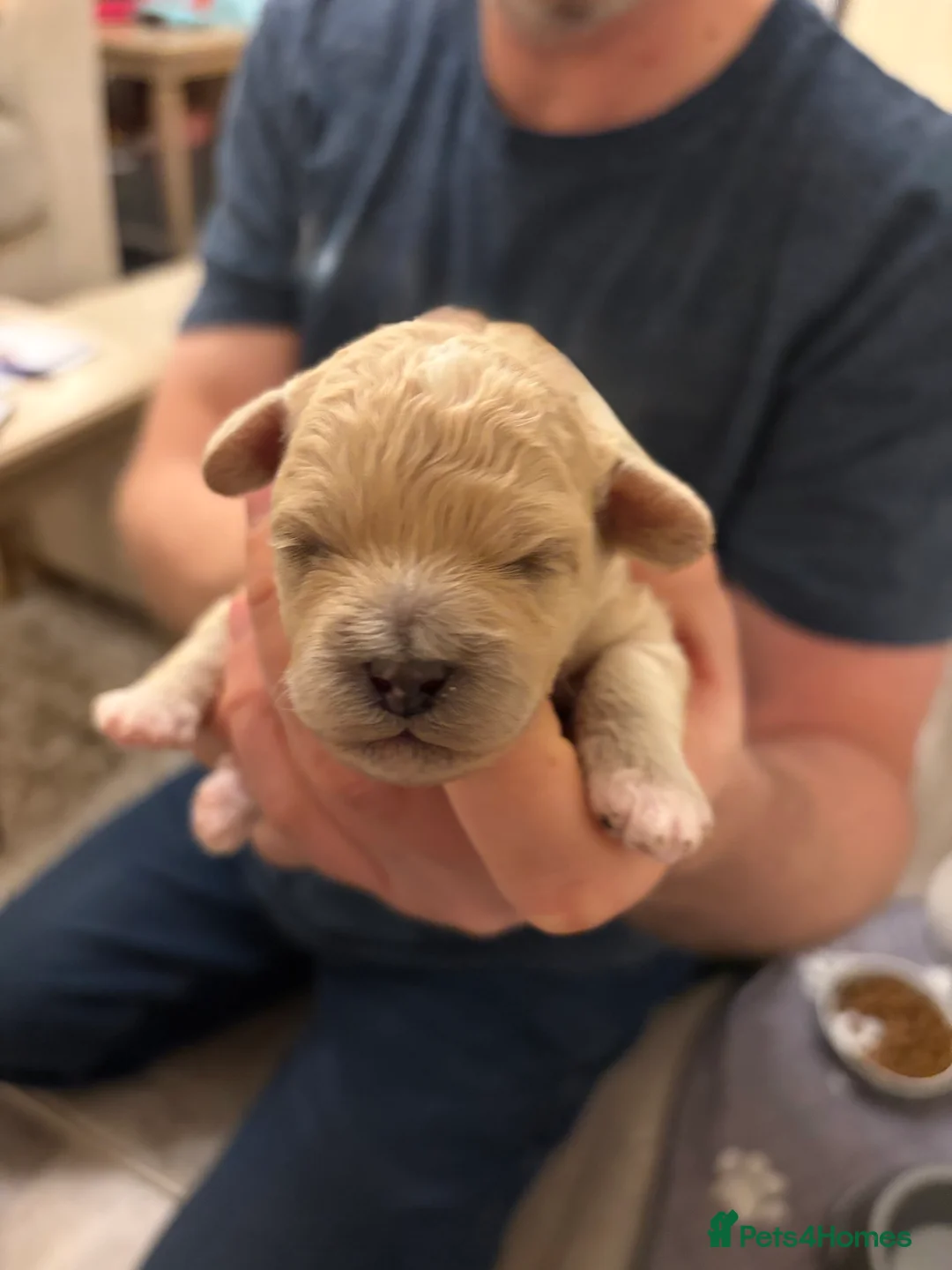 Mixed Breed dogs for sale: 5 Beautiful Poochon Puppies For Sale - Advert 20