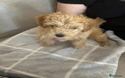 Maltipoo dogs for sale:  multipoo - Image 12