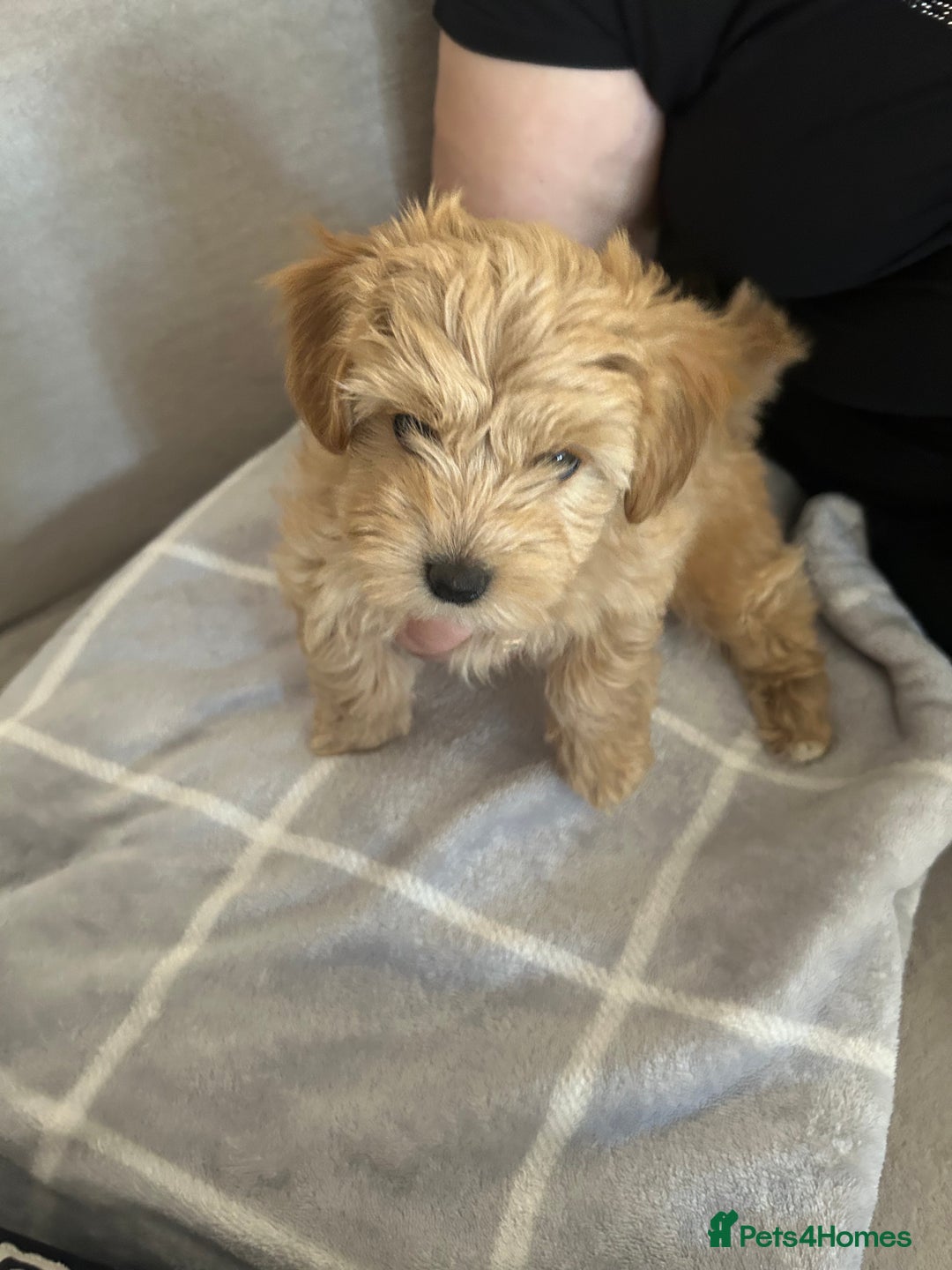 Maltipoo dogs for sale:  multipoo - Image 12