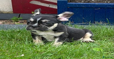 French Bulldog dogs - Advert 8