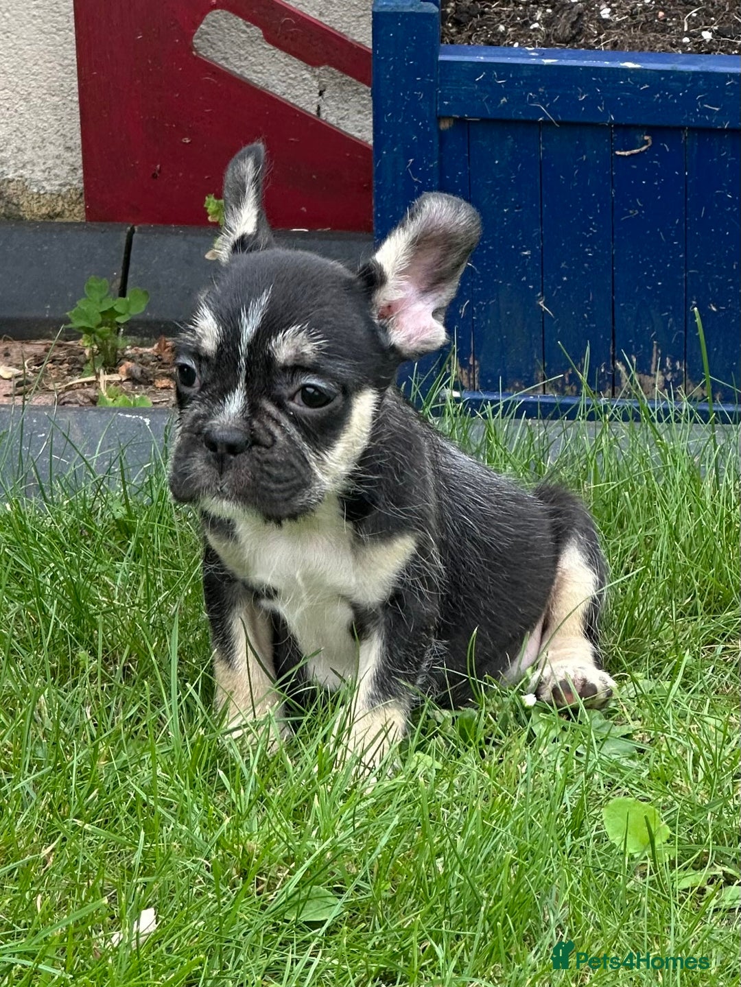 French Bulldog dogs for sale: French bulldog pup visual wire hair - Image 2