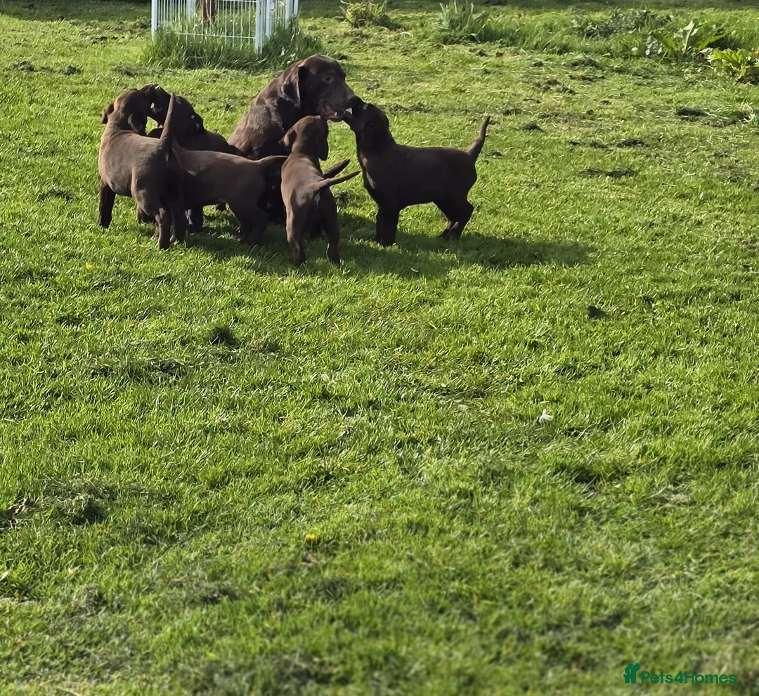Labrador Retriever dogs for sale: Chocolate Labrador puppies - Advert 1