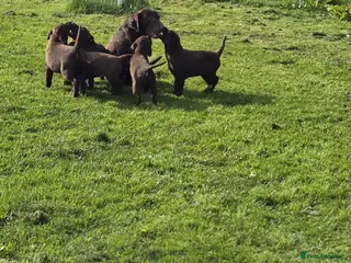 Labrador Retriever dogs Chocolate Labrador puppies - Advert 10