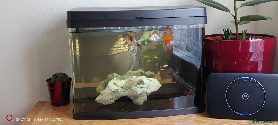 Goldfish fish for sale: Gold fish (4) - Image 5