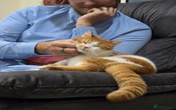 Persian cats for adoption: Super Loving Tripod Girl - Image 5