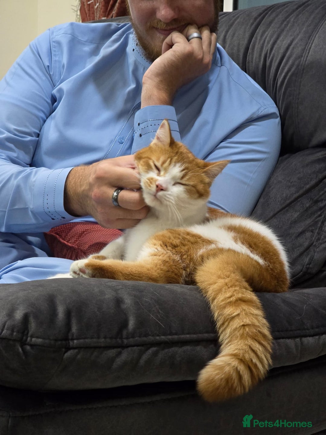 Persian cats for adoption: Super Loving Tripod Girl - Image 5