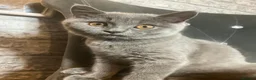 British Shorthair cats for sale: 💙 British Shorthair 💙 - Advert 2