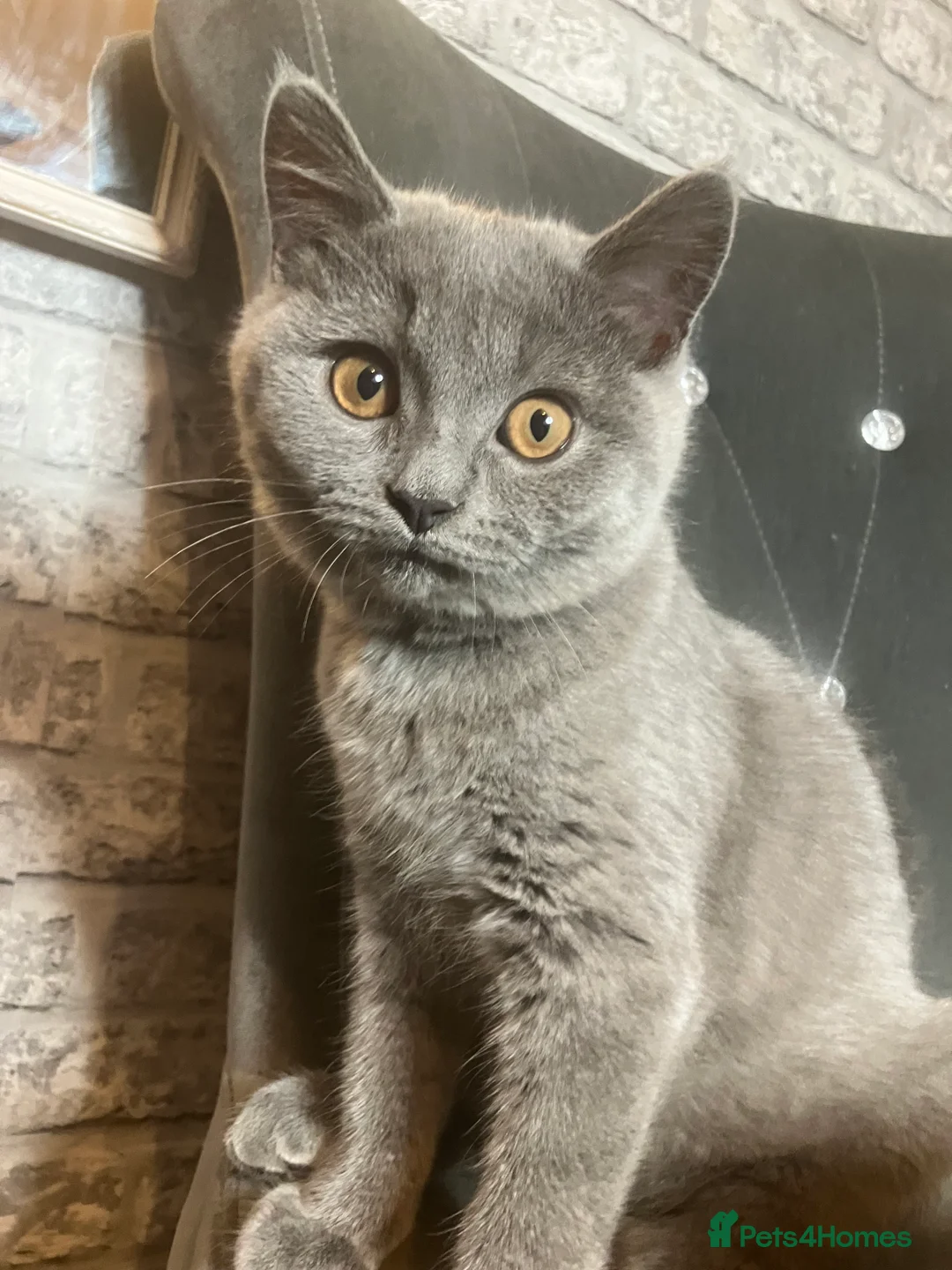 British Shorthair cats for sale: 💙 British Shorthair 💙 - Advert 2