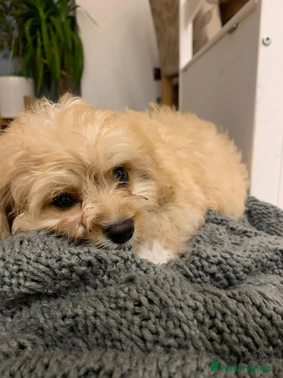 Cavapoo dogs for sale: F1B Cavapoo Puppies for Sale - Advert 5